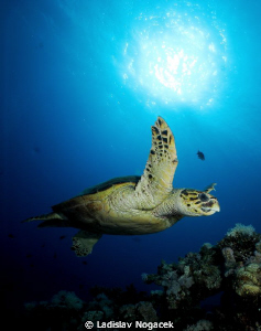 red sea trutle by Ladislav Nogacek 